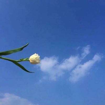 绵羊卡丁车