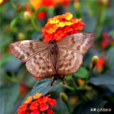 中国女排当心！世界女排新格局已出炉，超强3队各有优势