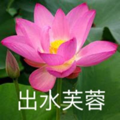 多多特技赛